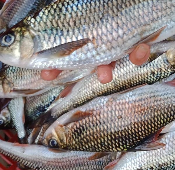 Cá là một trong những thức ăn đầu tiên xuất hiện trong bữa ăn của loài người.